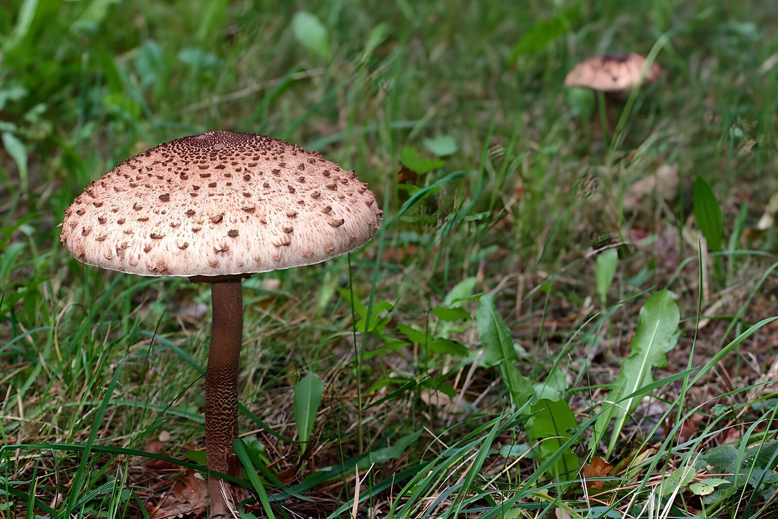 TPFR12784: Champignon sur l'herbe