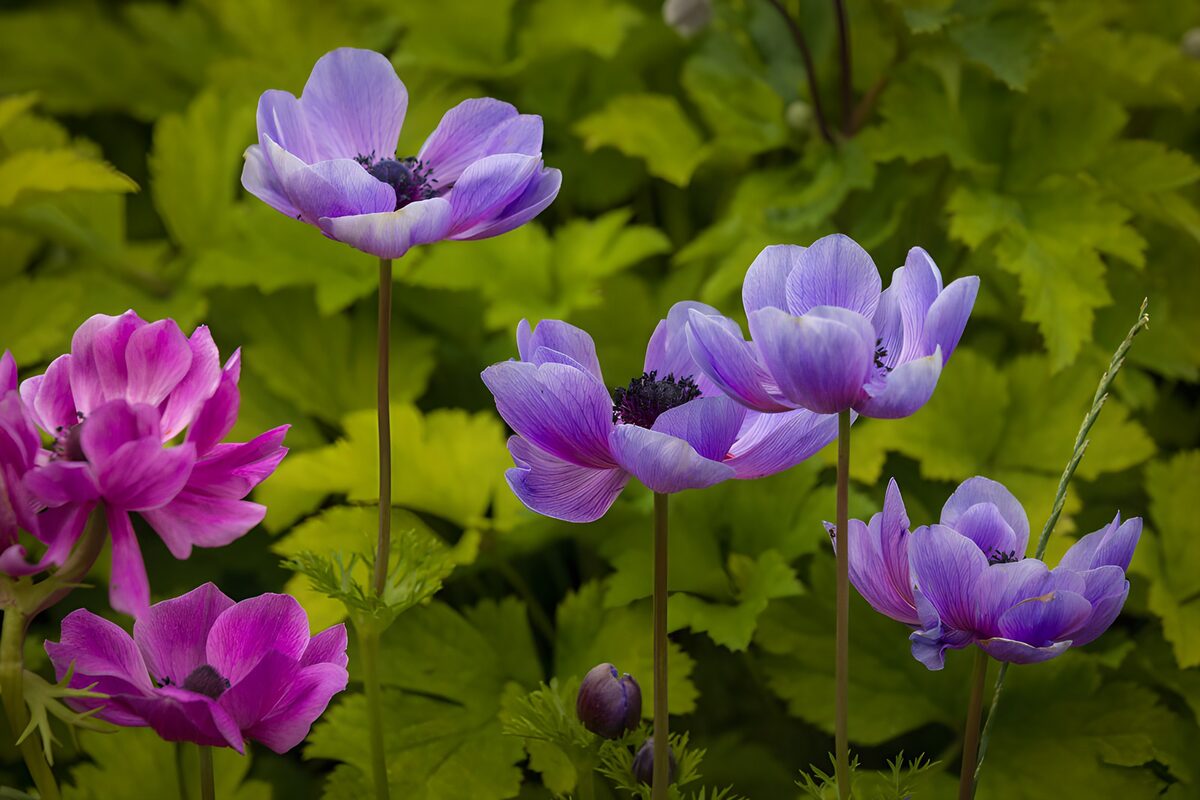Anémones mauves au jardin