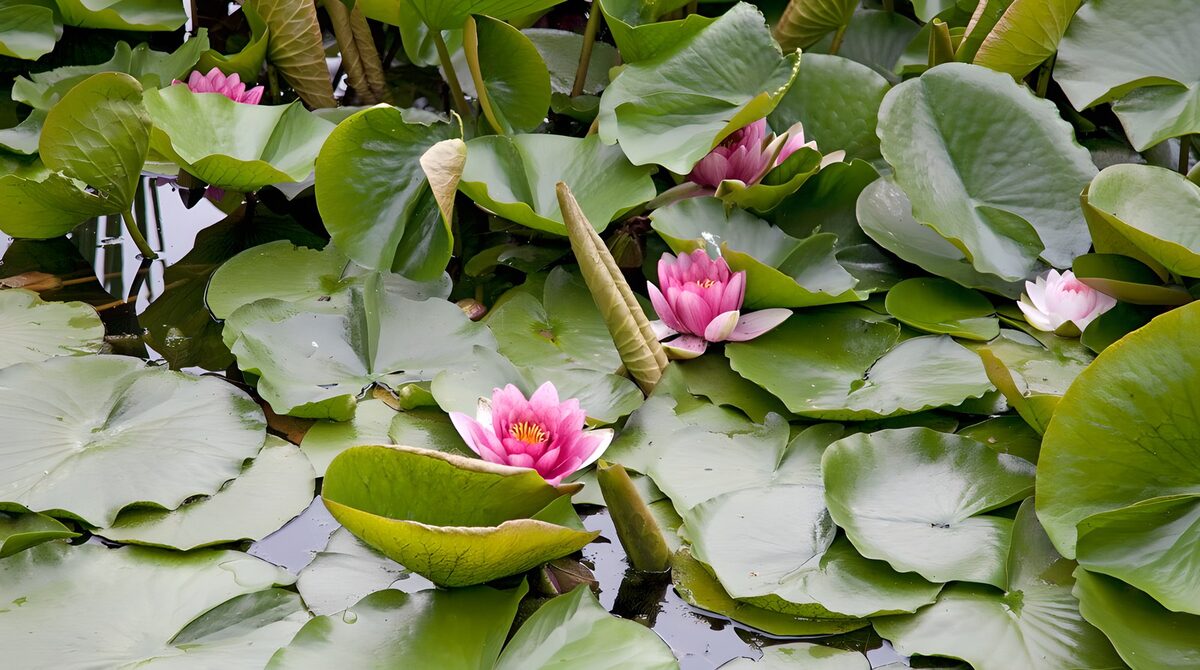 Nénuphars en fleur sur un étang paisible