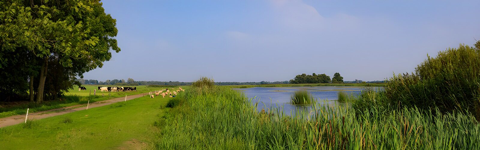 TPFR55615: Paysage rural tranquille avec des vaches