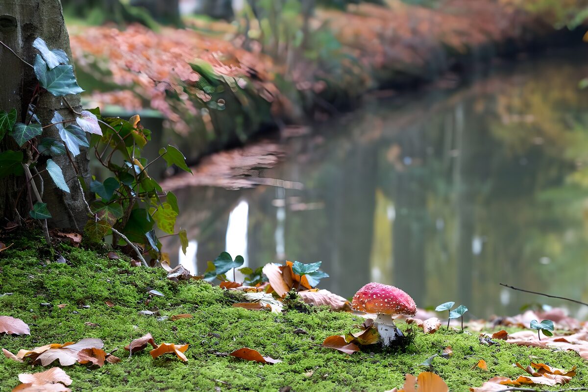 Champignon coloré au bord de l'eau