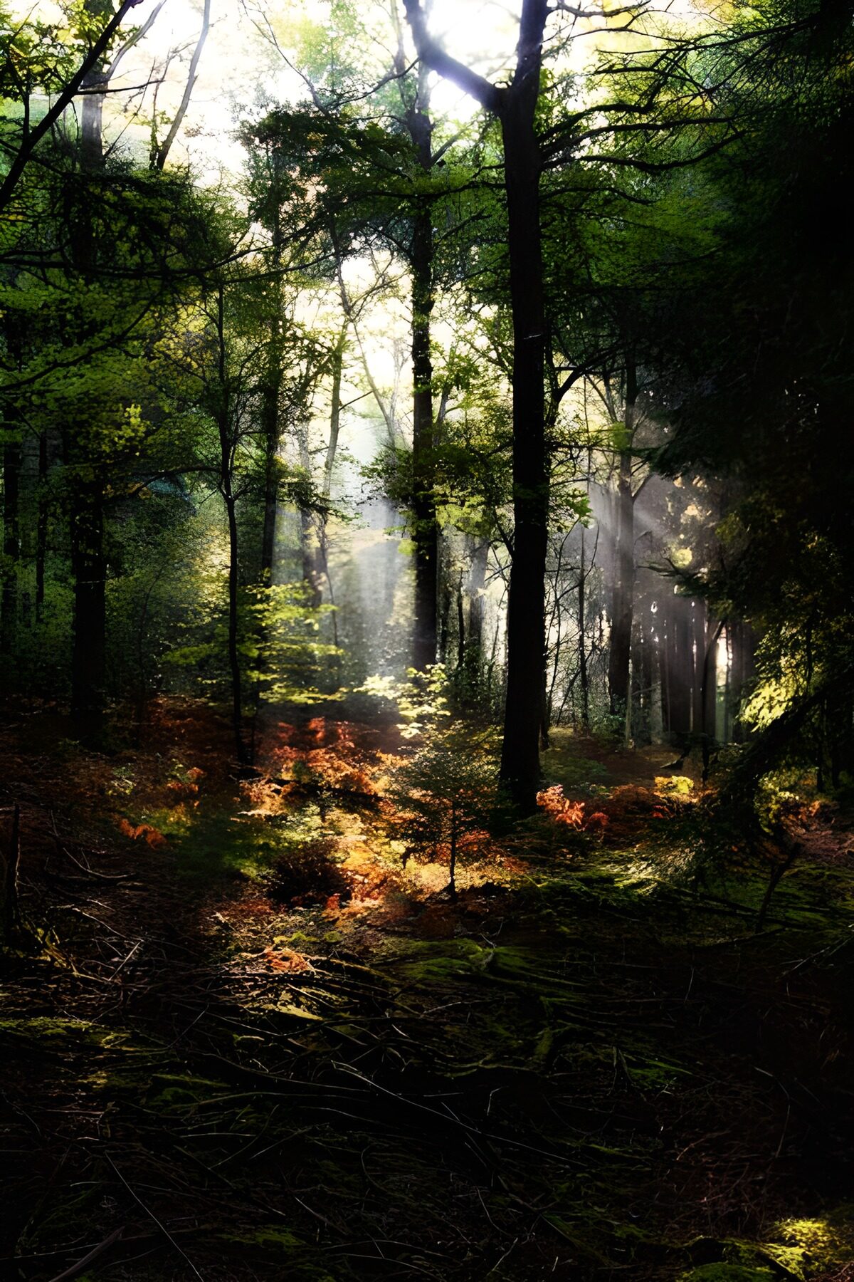 TPFR52346: Bois et parcs 31