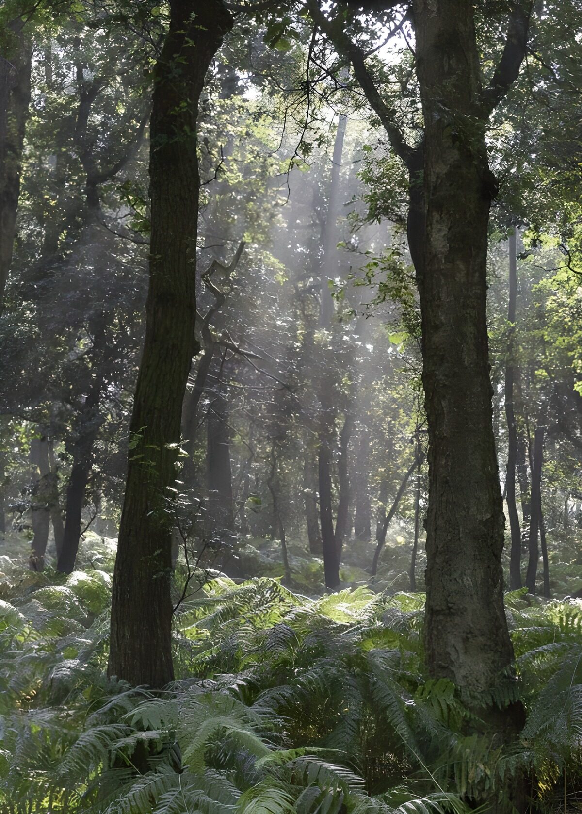 TPFR14680: Forêt mystique au crépuscule