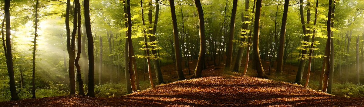 TPFR56021: Forêt paisible au crépuscule