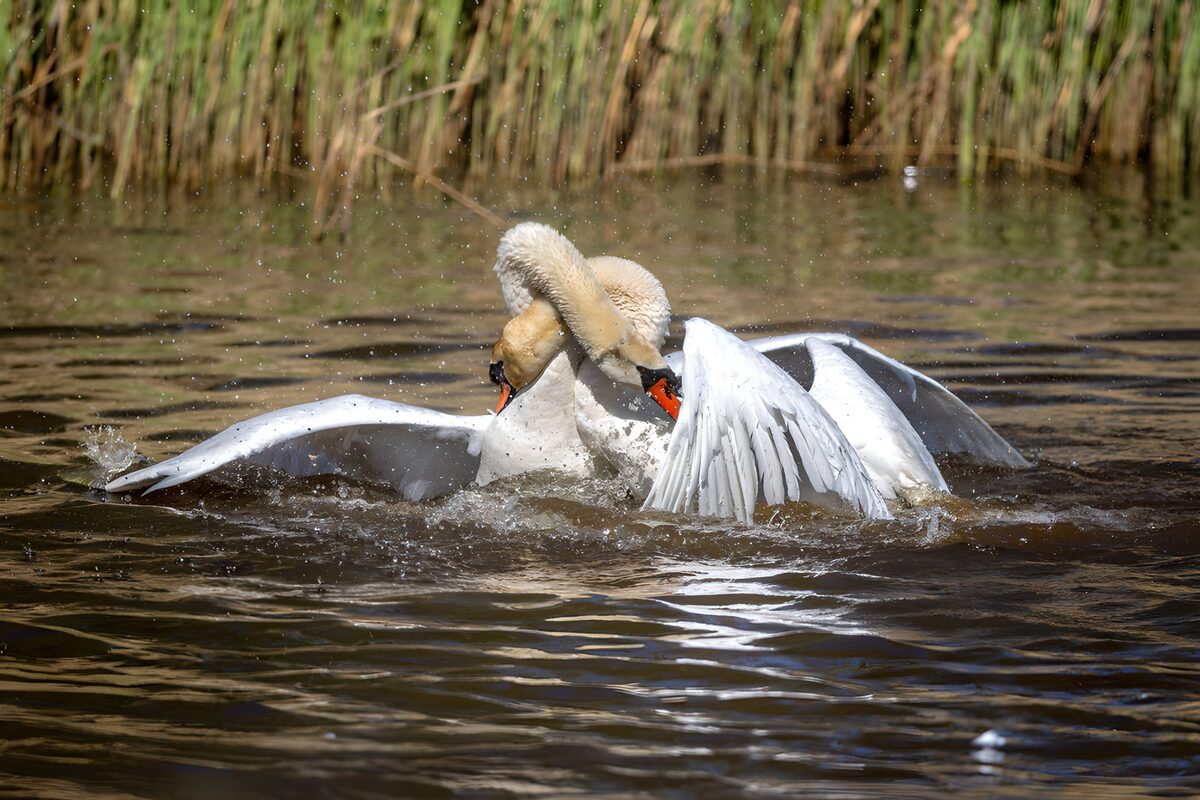 TPFR73764: Danse des cygnes au bord de l'eau