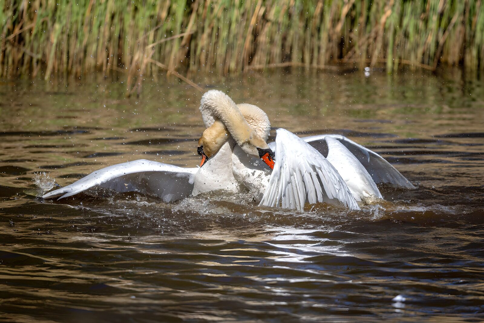 TPFR73764: Danse des cygnes au bord de l'eau