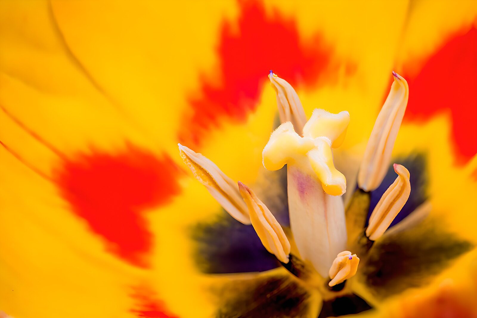 TPFR41305: : Intérieur fascinant d'une tulipe colorée
