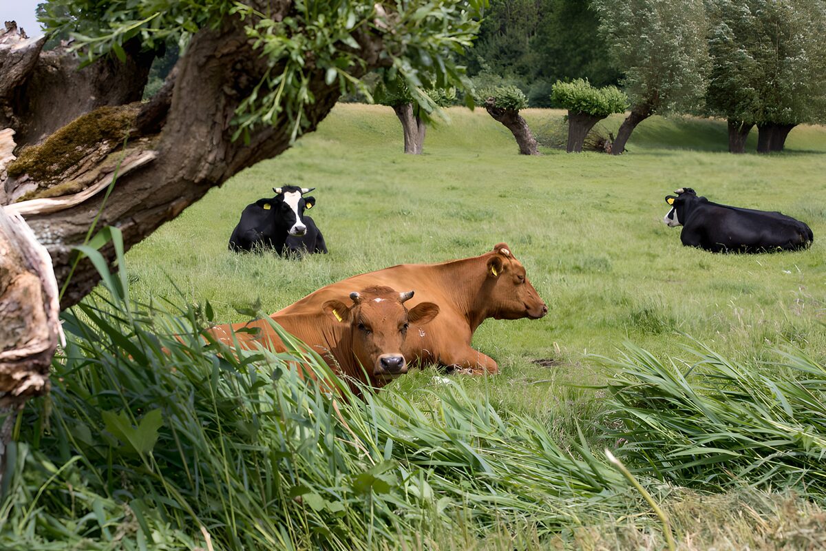 TPFR22690: Vaches paisibles dans un champ verdoyant
