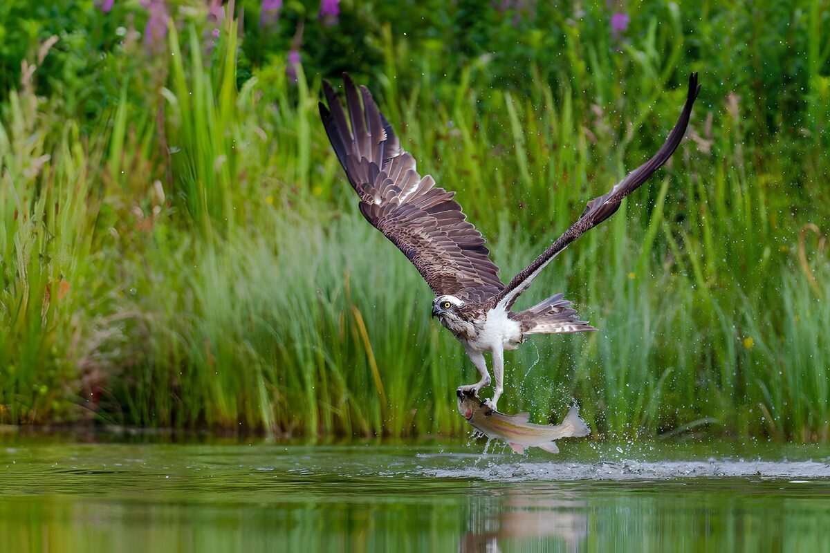 TPFR48367: Un aigle prend un poisson