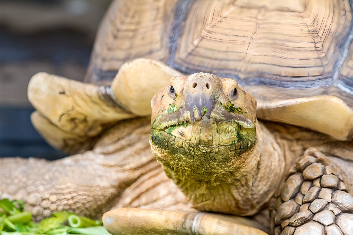 TPFR66633: Tortue majestueuse en gros plan