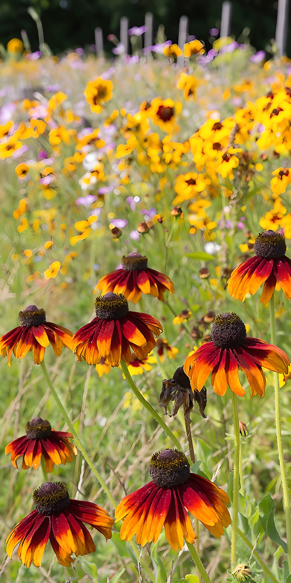 TPFR84793: Champs de fleurs colorées en été