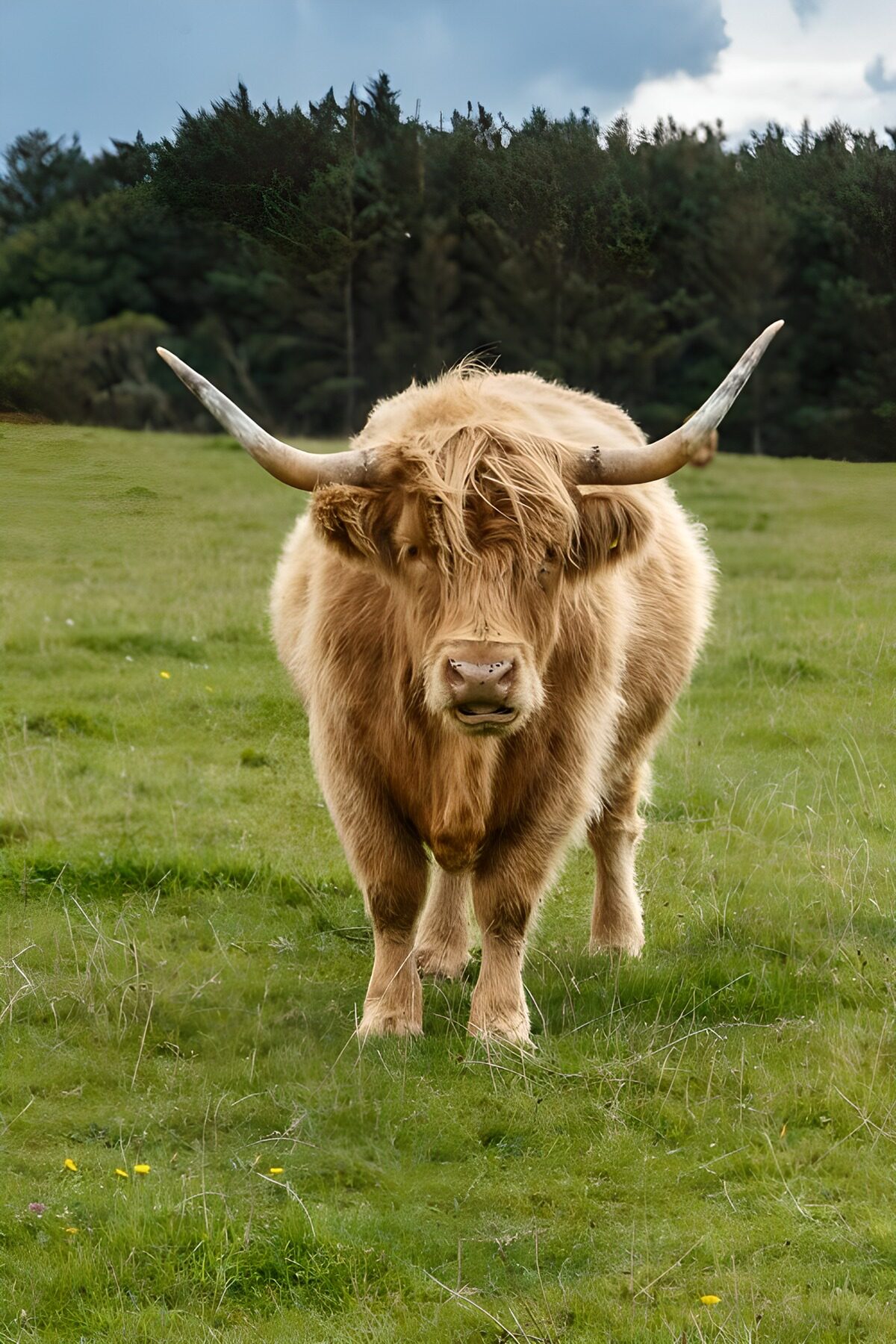 TPFR89209: Vache Highland au Regard Fier