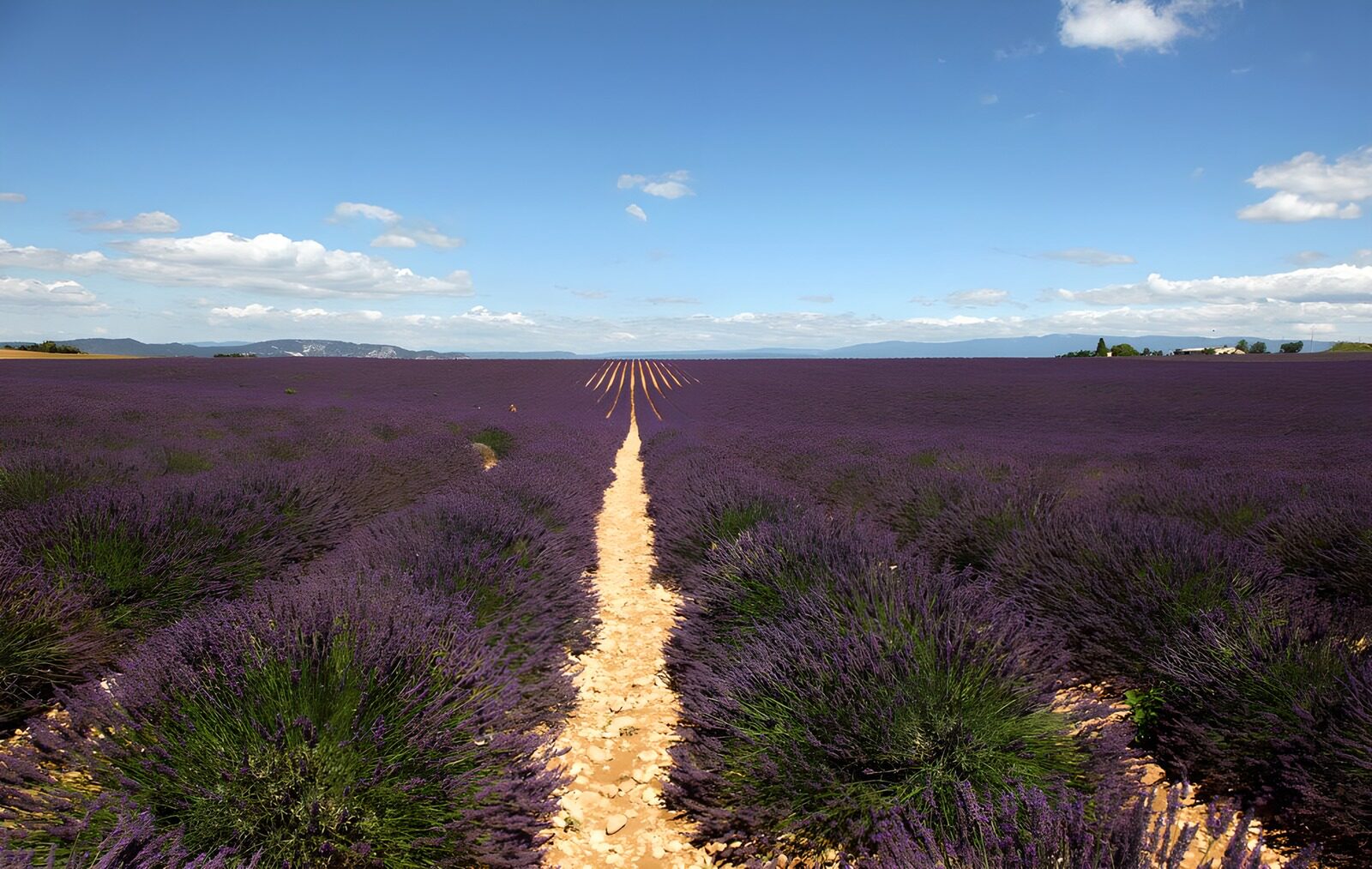 TPFR12985: Champs de lavande en Provence