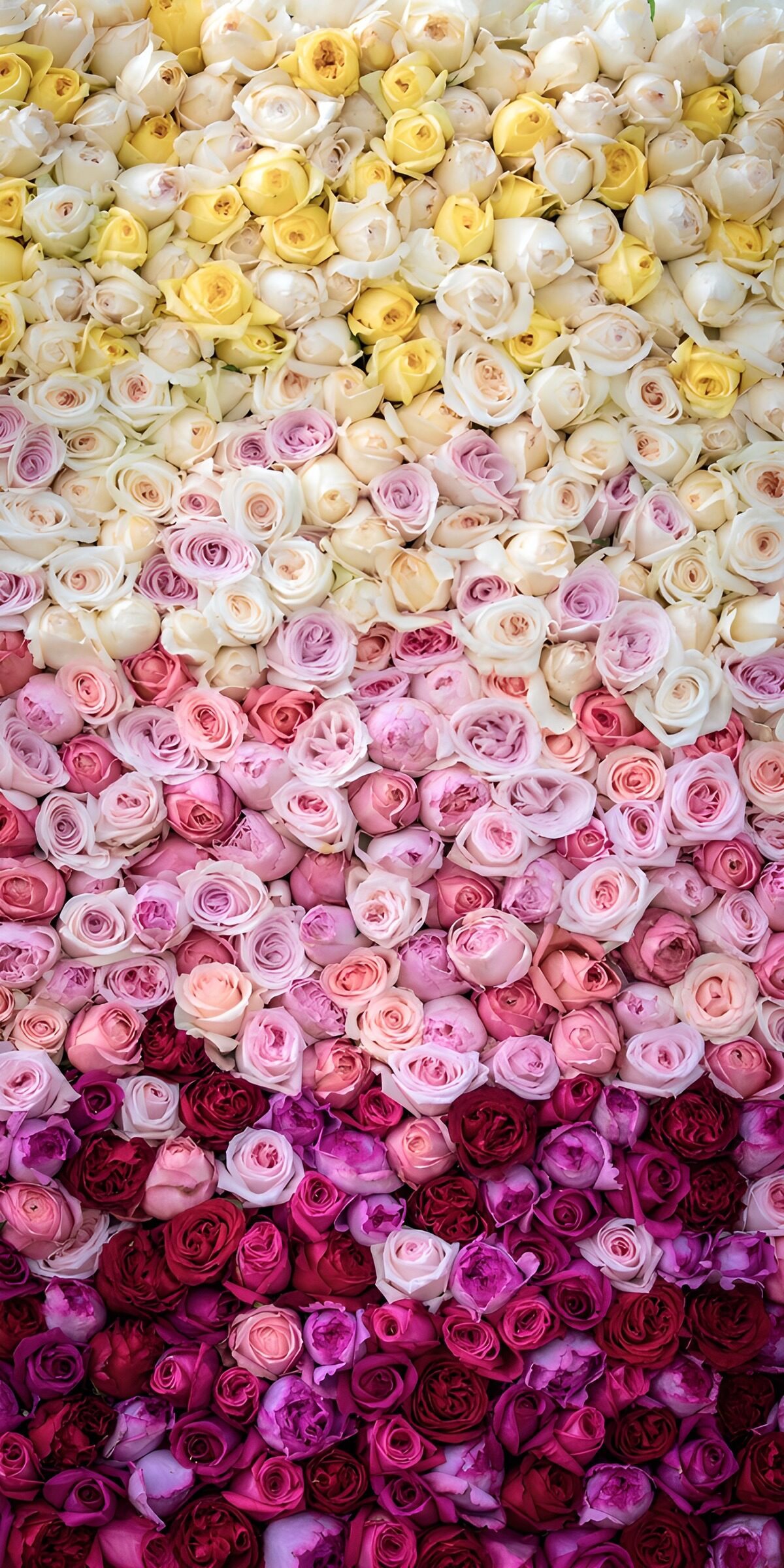 TPFR78289: Roses en dégradé de couleurs