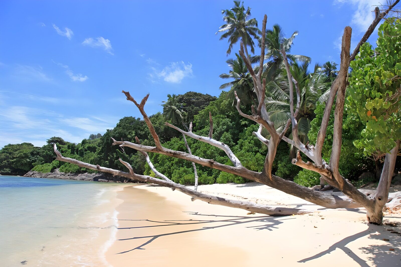 TPFR92907: Plage tranquille avec arbres morts