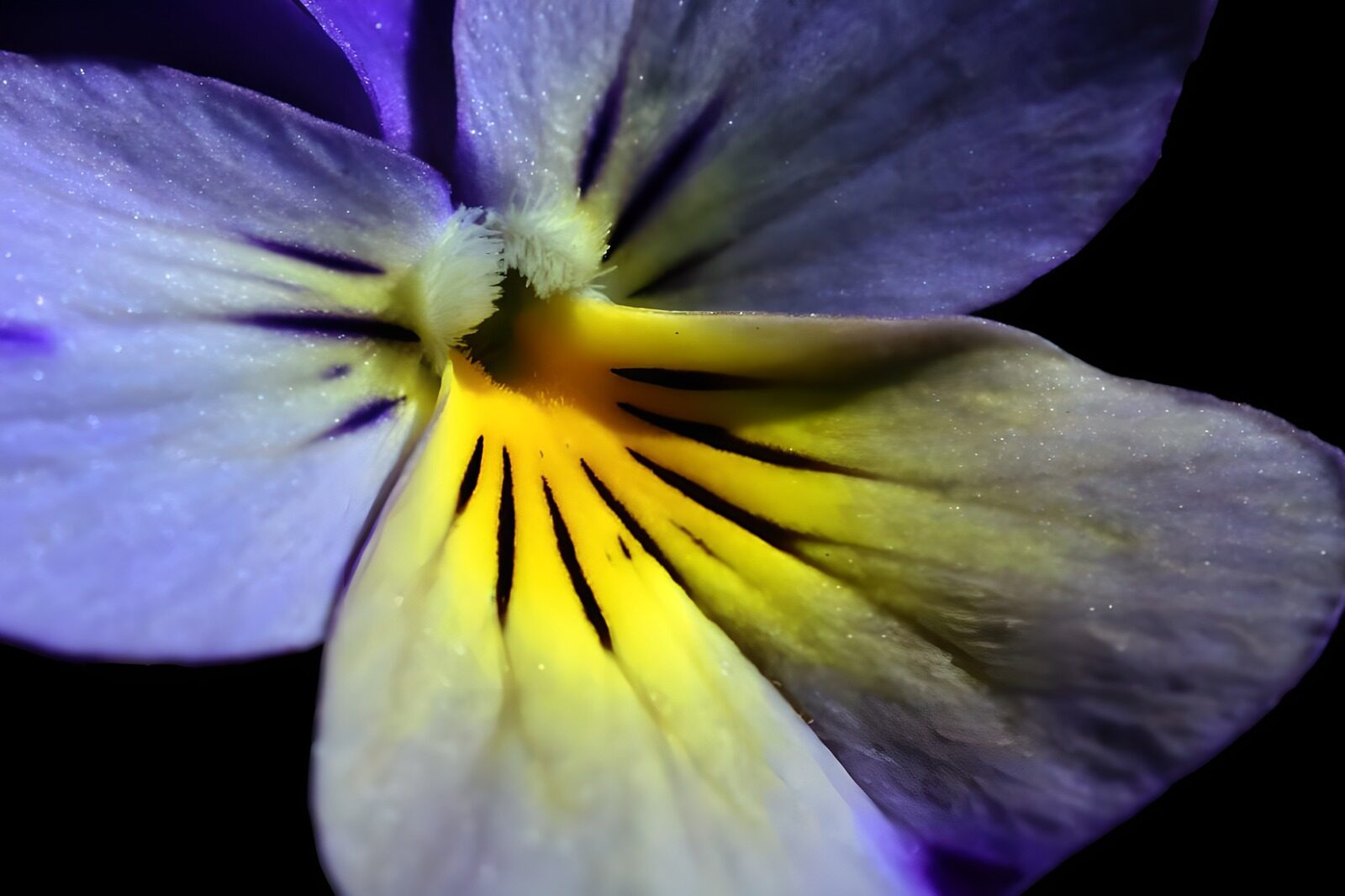 TPFR37711: Photo de fleurs 56