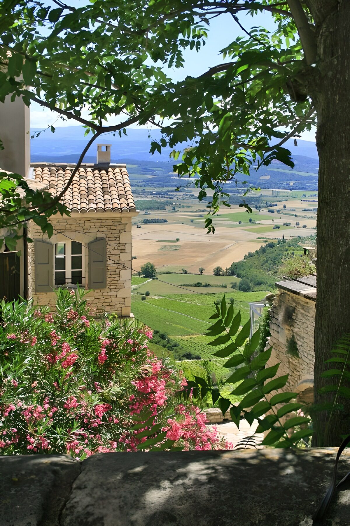 TPFR44659: Vue pittoresque sur les vignes