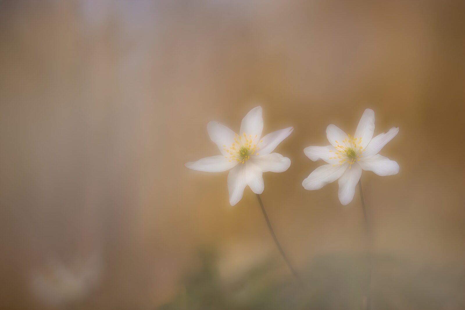 TPFR62887: Fleurs blanches dans un doux flou