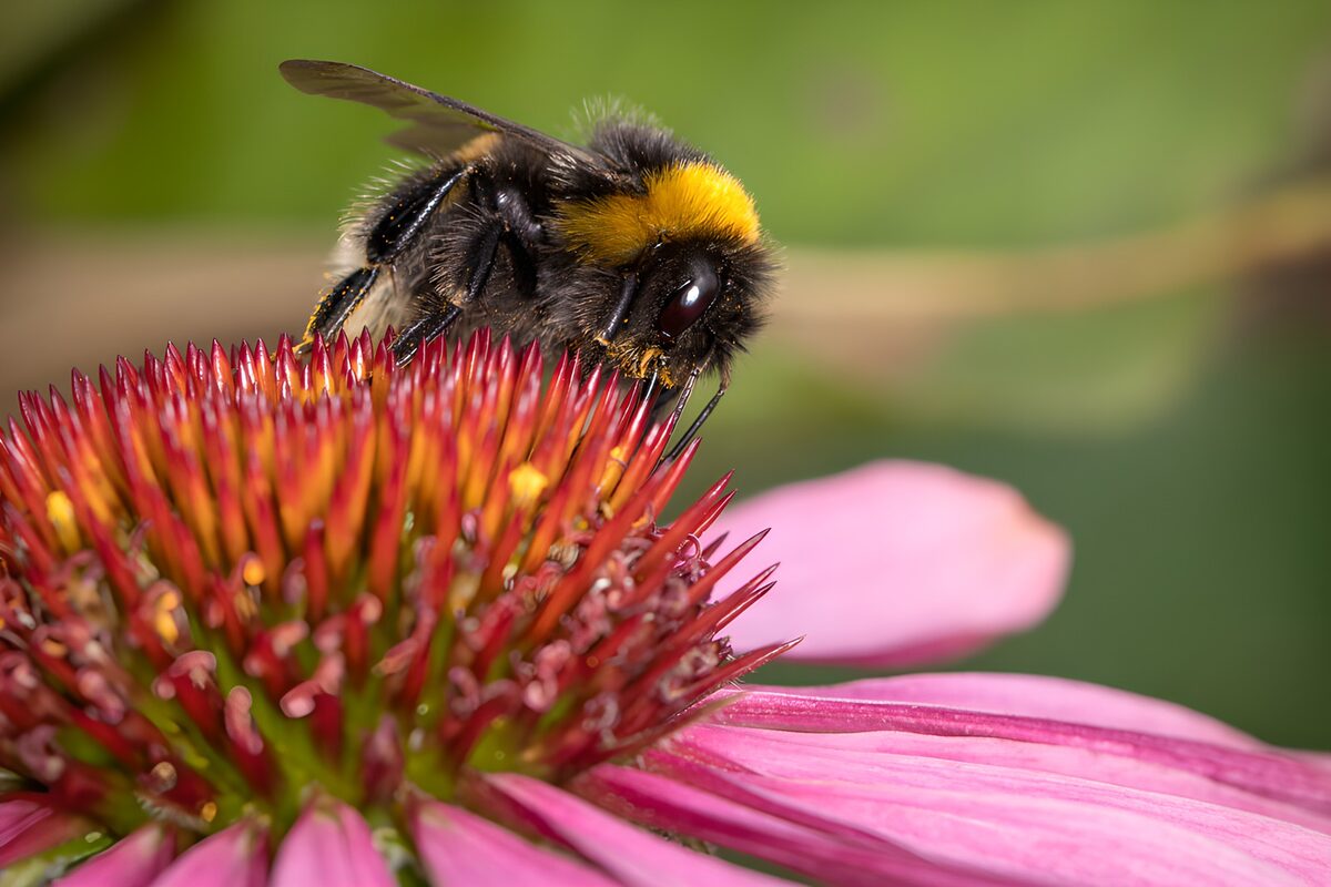 TPFR51185: Abeille et fleur colorée