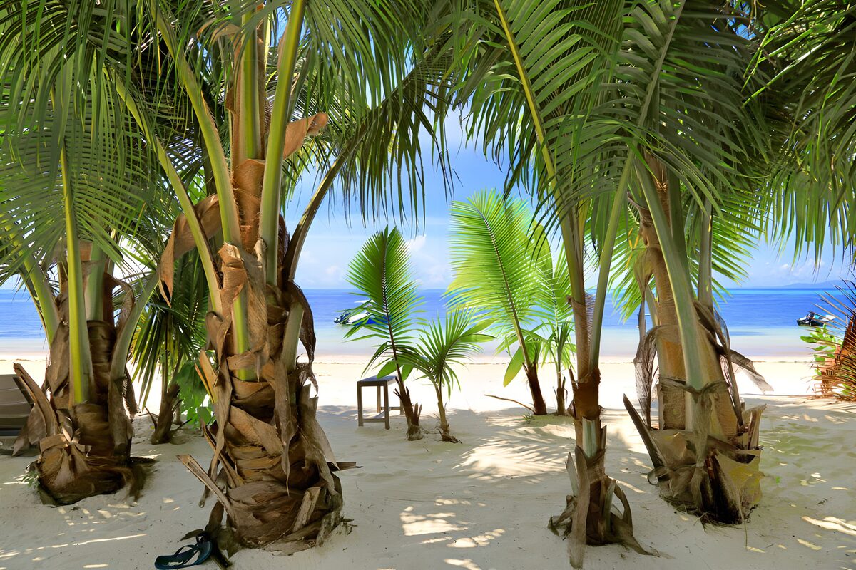 TPFR35859: Plage tropicale entre les palmiers