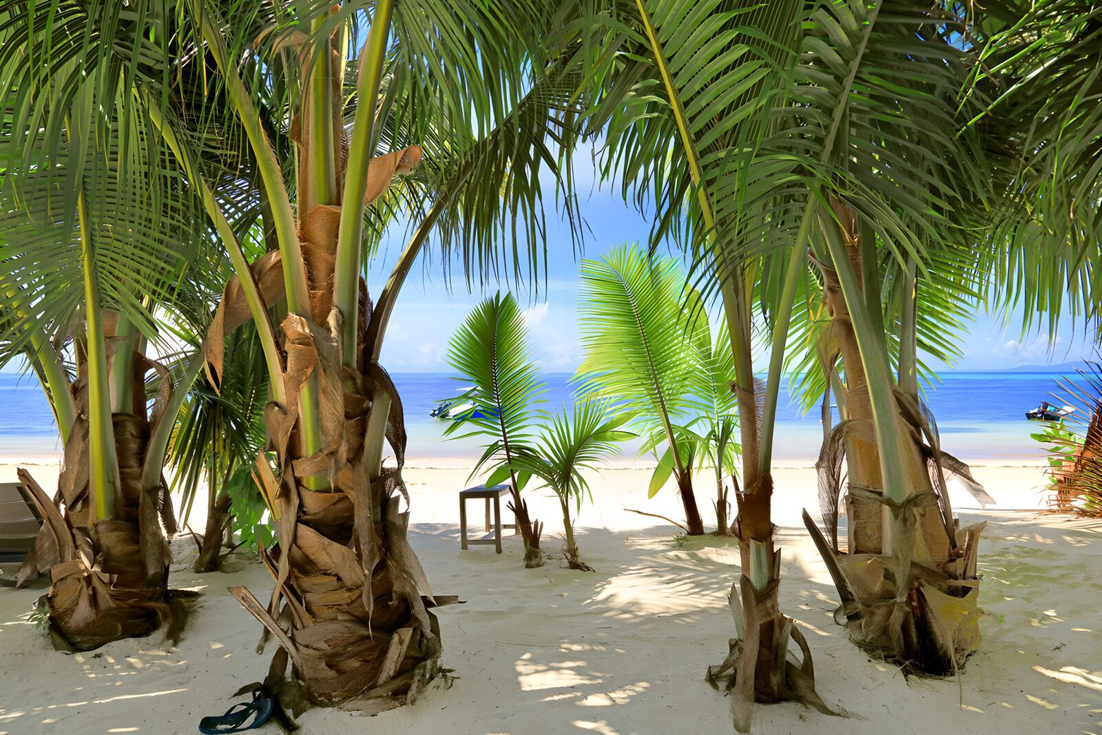 TPFR35859: Plage tropicale entre les palmiers