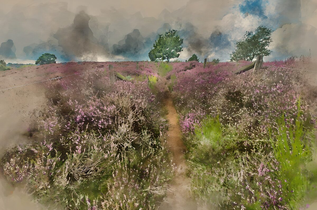 Paysage de bruyère en fleurs