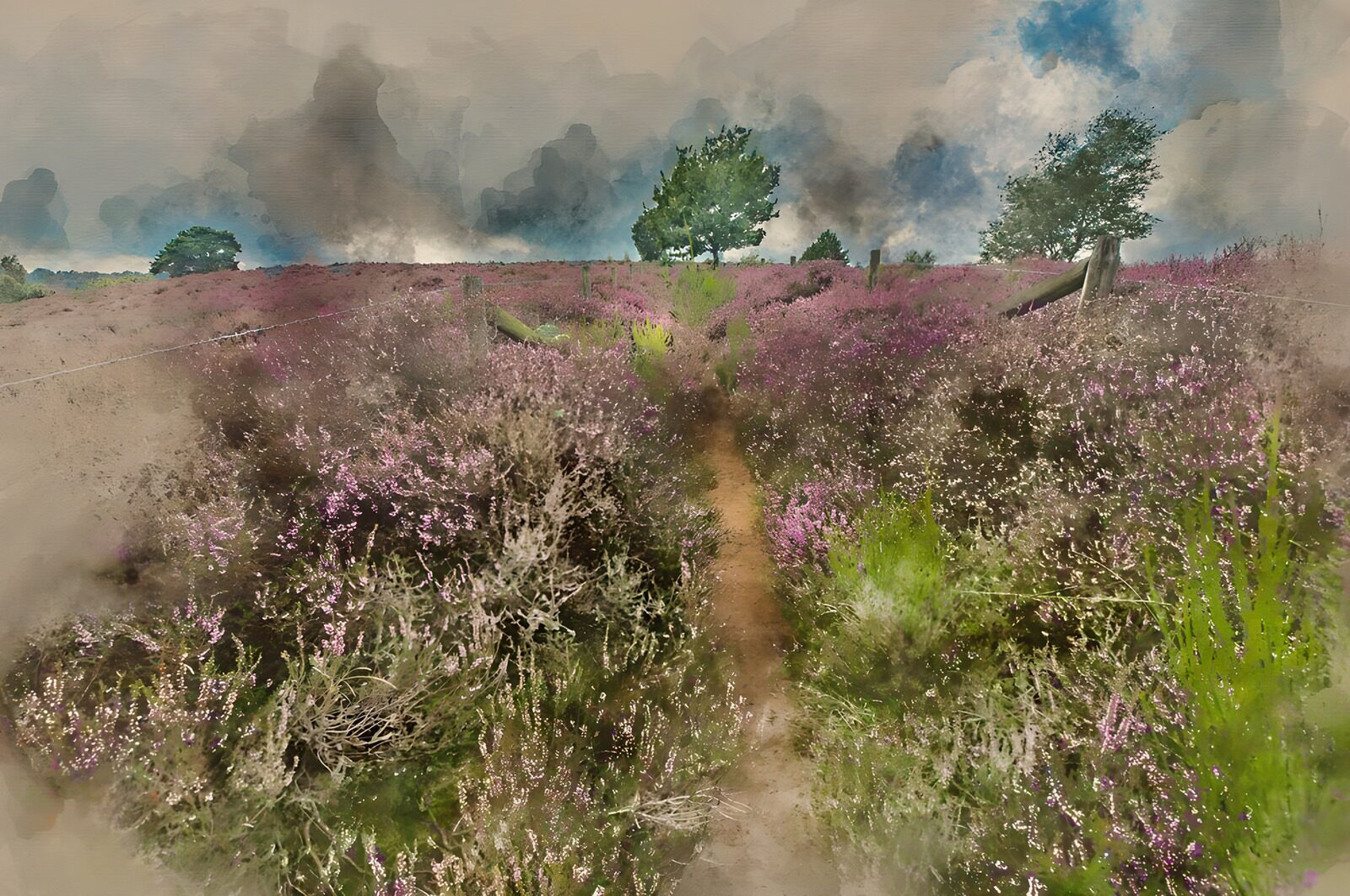 TPFR68804: Paysage de bruyère en fleurs