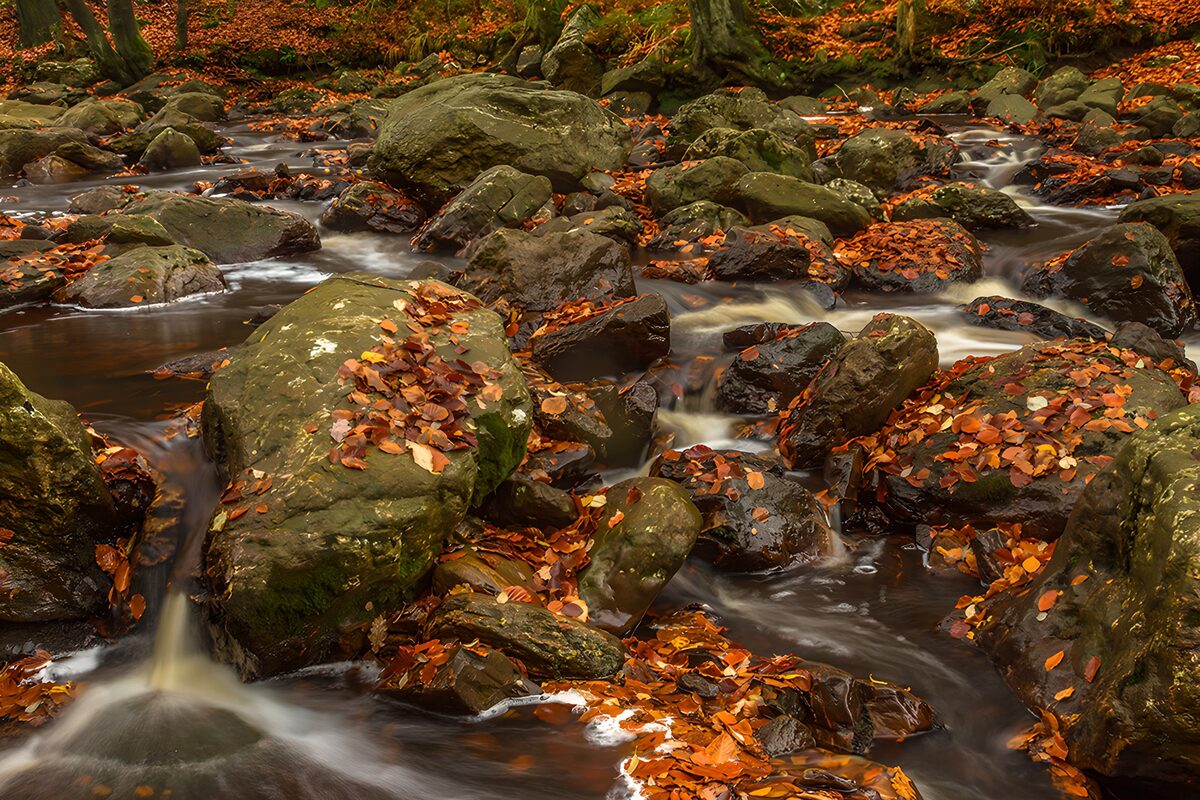 TPFR53892: Ruisseau aux feuilles d'automne