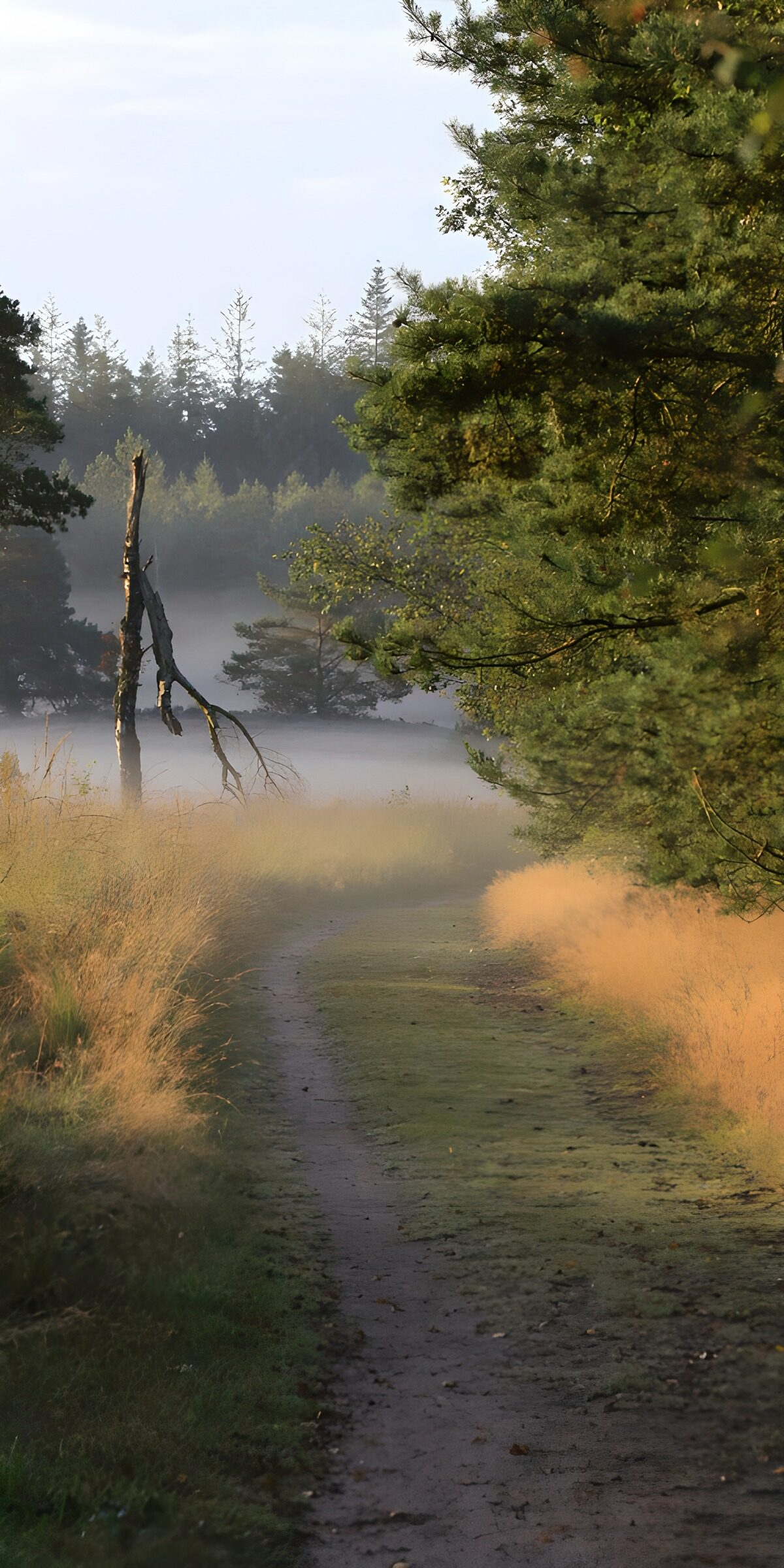 TPFR65314: Chemin mystique dans la brume