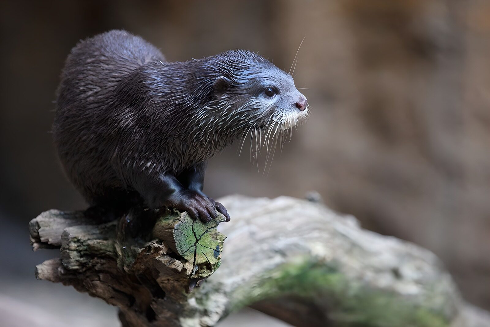 TPFR37923: L'otter sur une branche