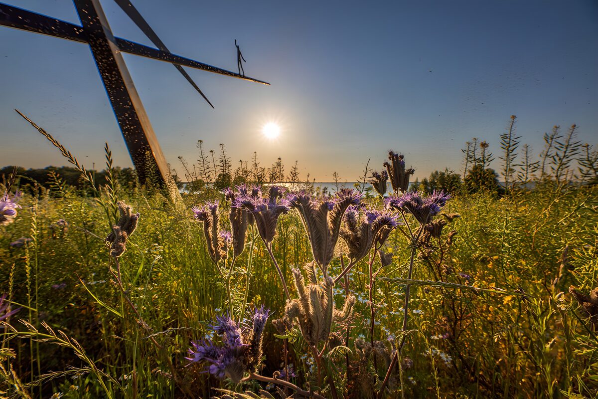 TPFR52255: Fleur sauvage au coucher de soleil