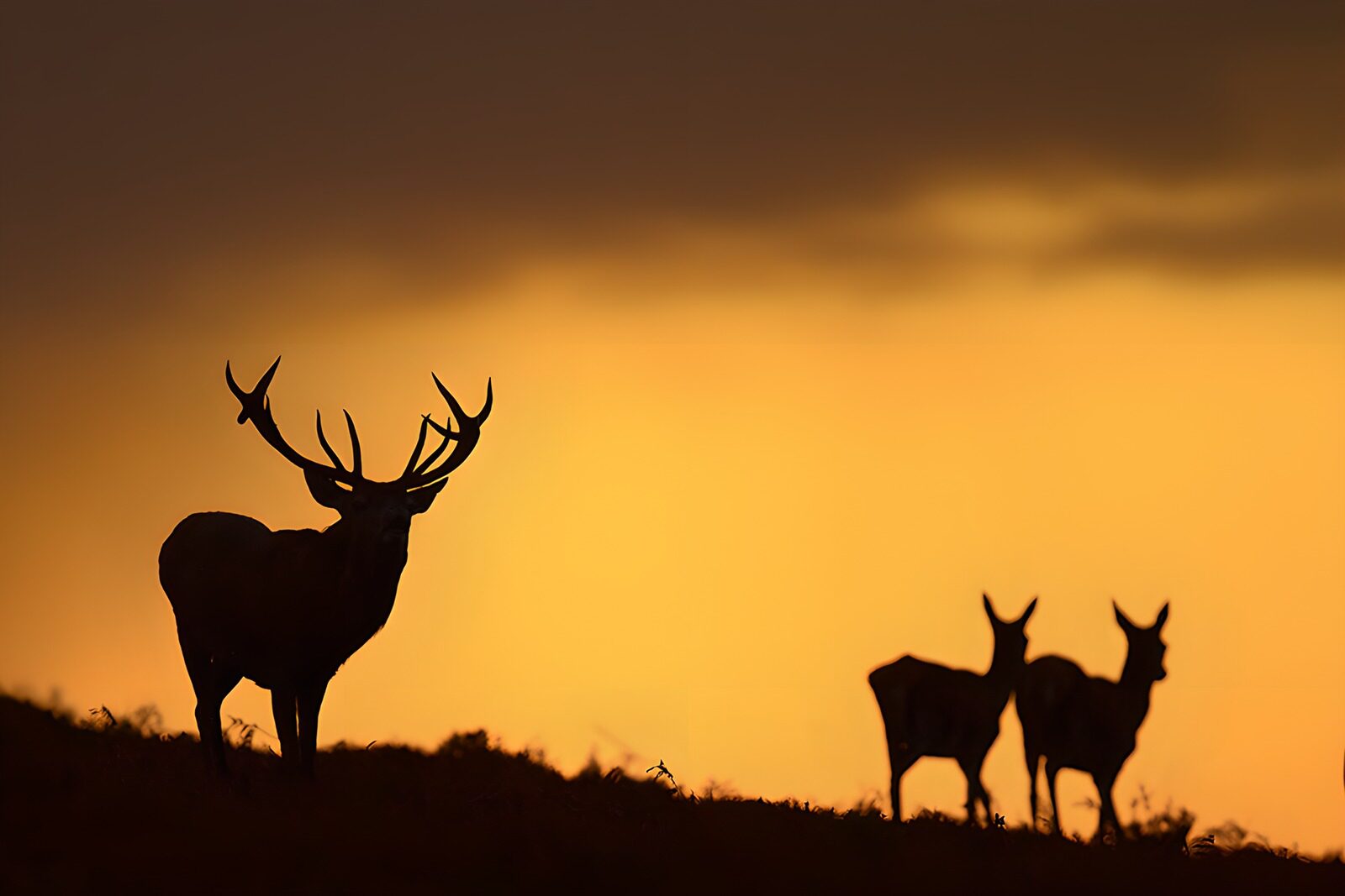 TPFR37551: Cerf majestueux au coucher de soleil