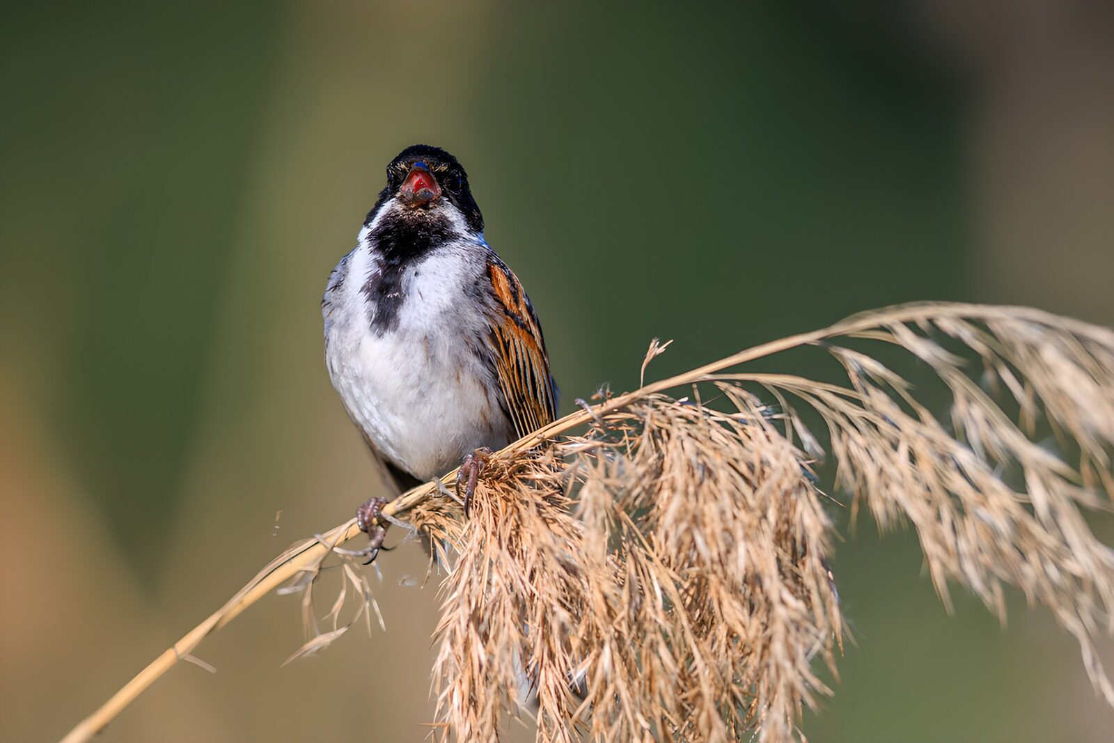 TPFR25291: Oiseau chantant sur une tige sèche