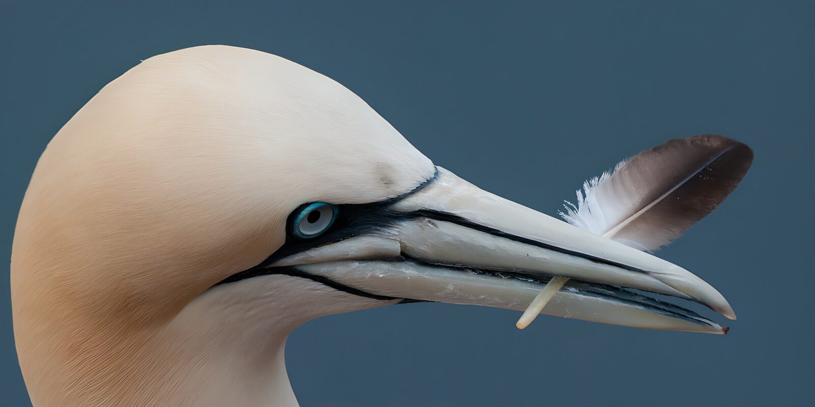 TPFR14719: "Cygne aux plumes délicates"