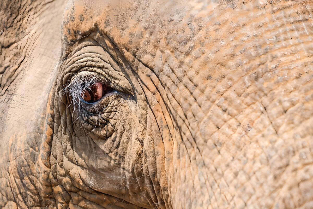 Détail de l'œil d'un éléphant