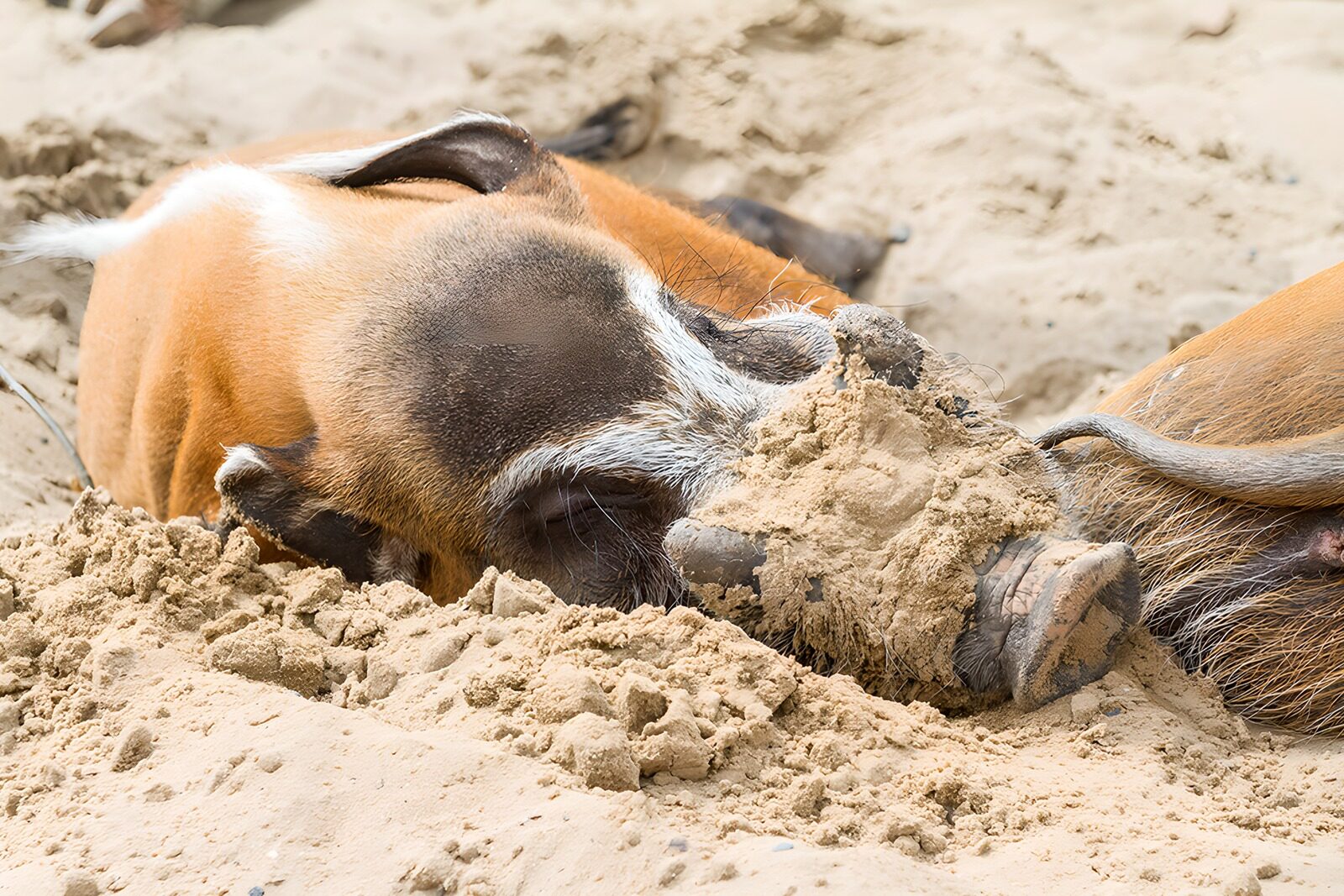 TPFR96366: Sangliers se reposant dans le sable