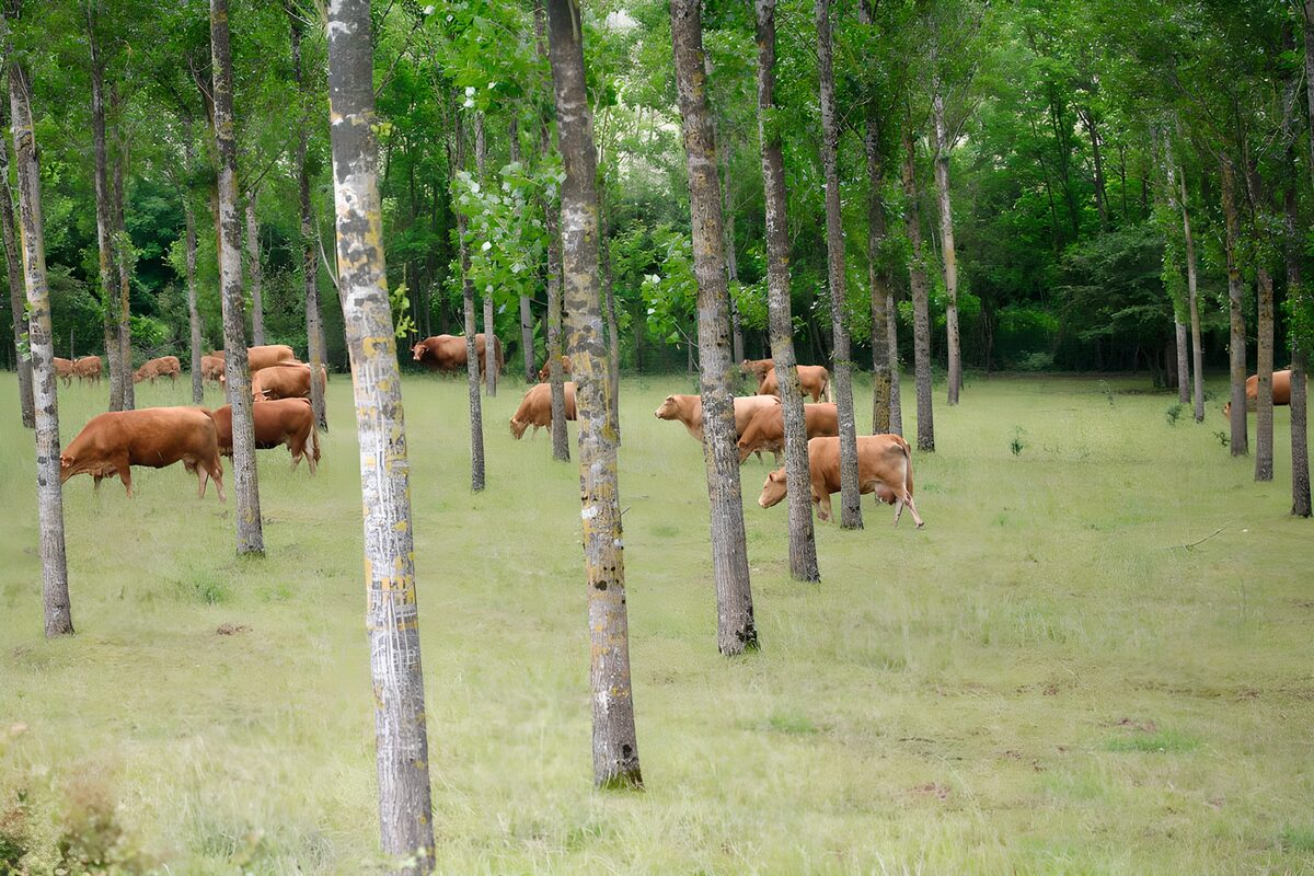 Troupeau de vaches entre les arbres dans un bois version 2