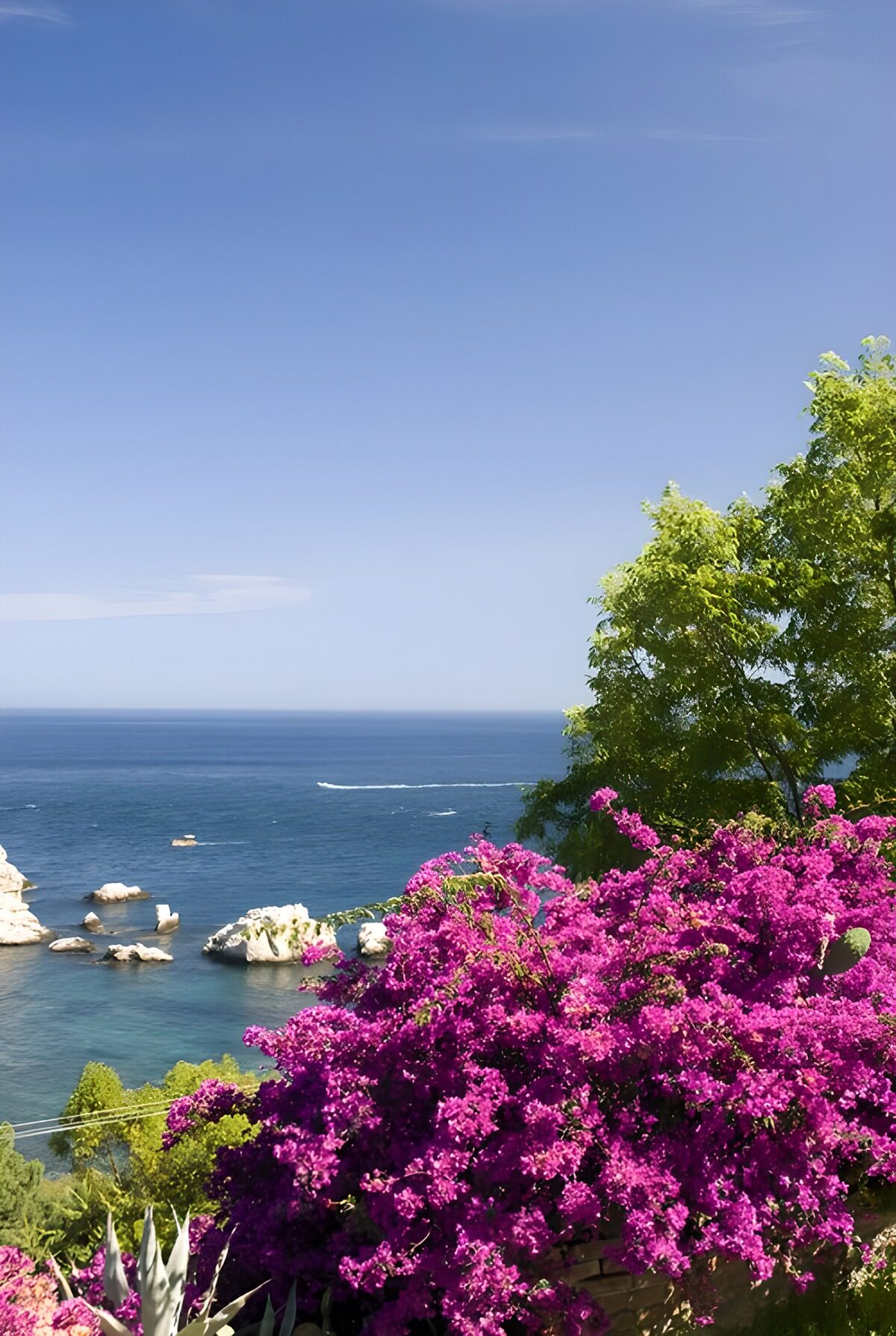 TPFR26958: : Côte en fleurs exotiques