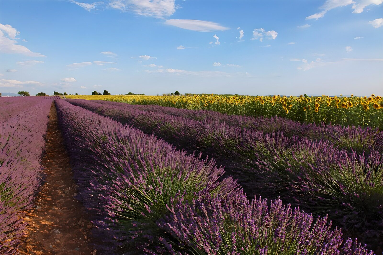 TPFR13457: Champs de lavande et tournesols