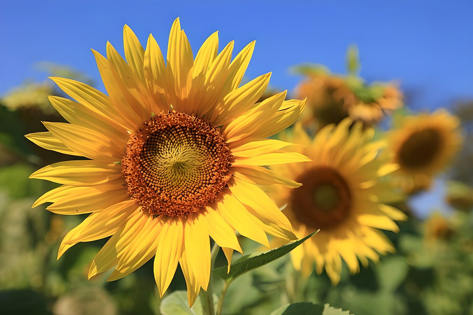 TPFR43562: Champs de tournesols sous le ciel bleu