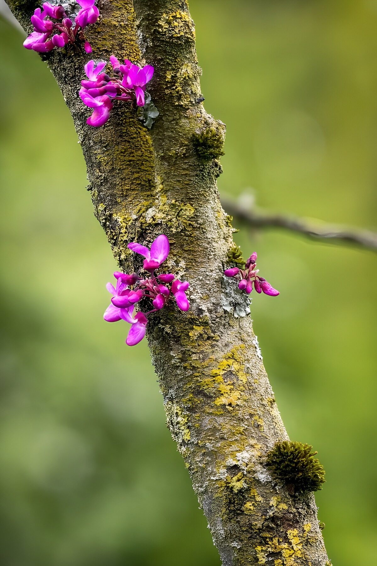 TPFR30817: Fleurs roses sur un tronc d'arbre