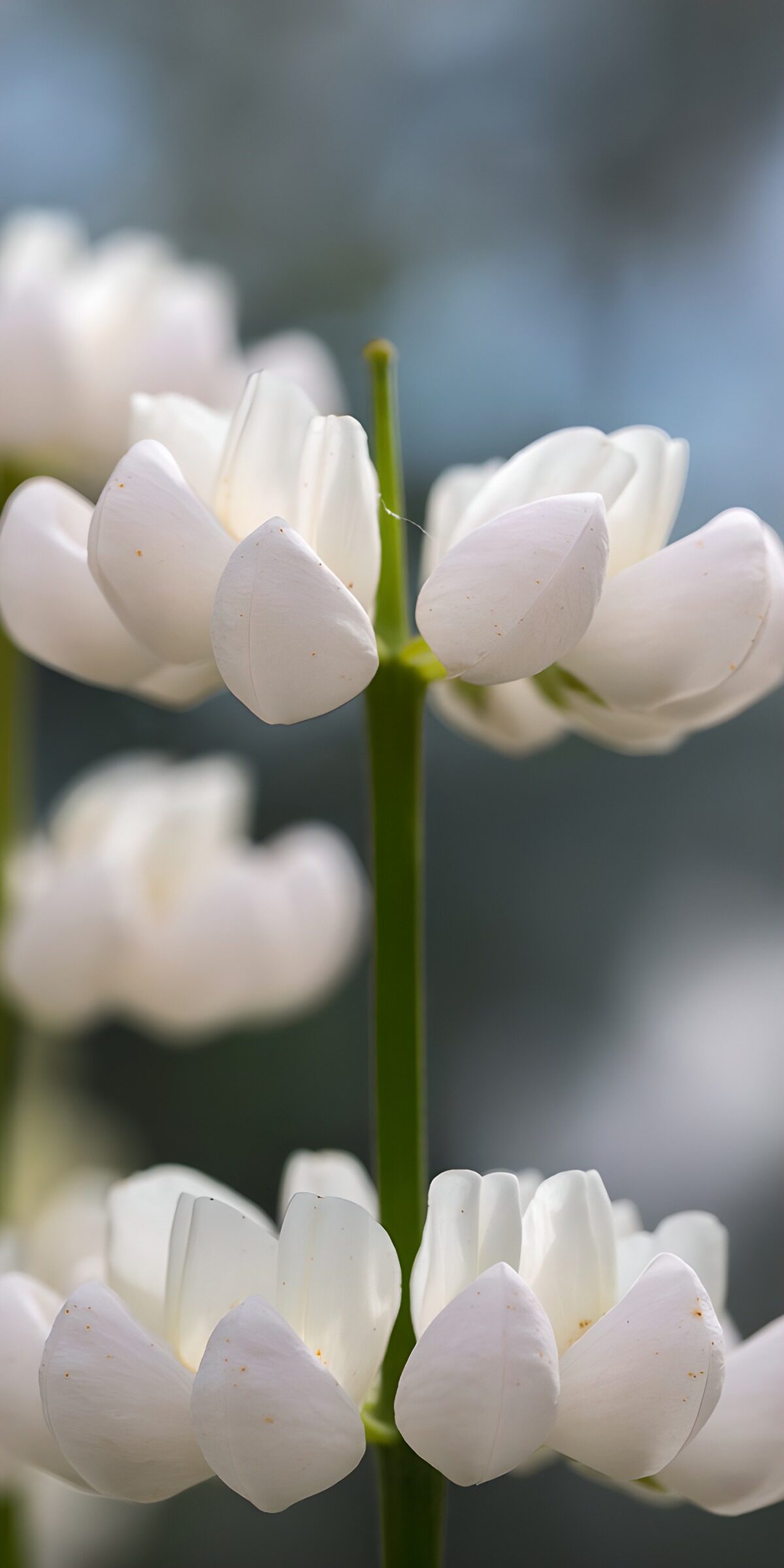 TPFR56834: Fleurs blanches délicates au printemps