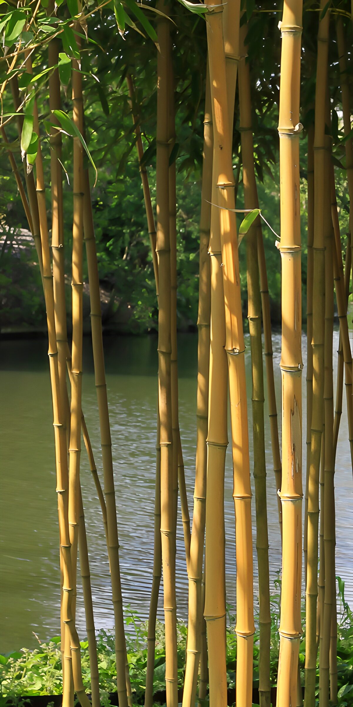 TPFR20537: Bamboos au bord de l'eau