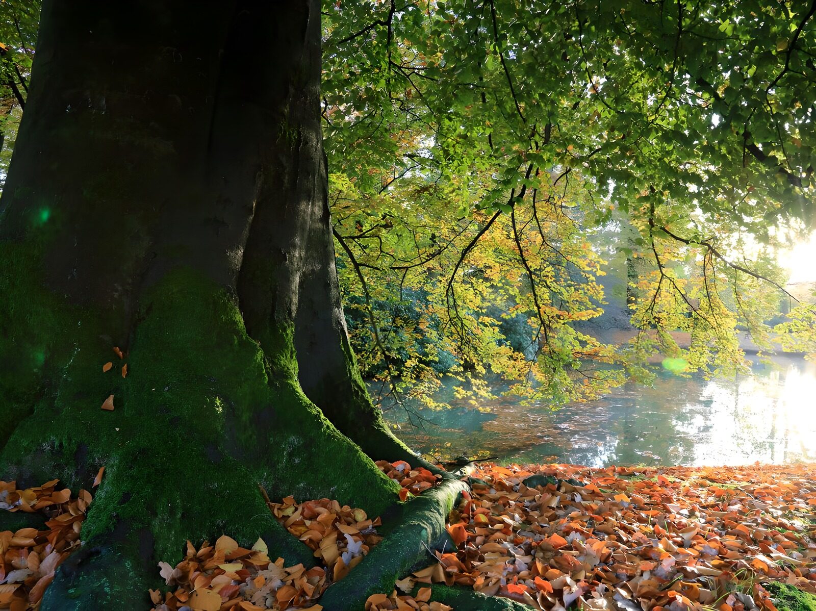 TPFR44072: Arbre majestueux au bord de l'eau