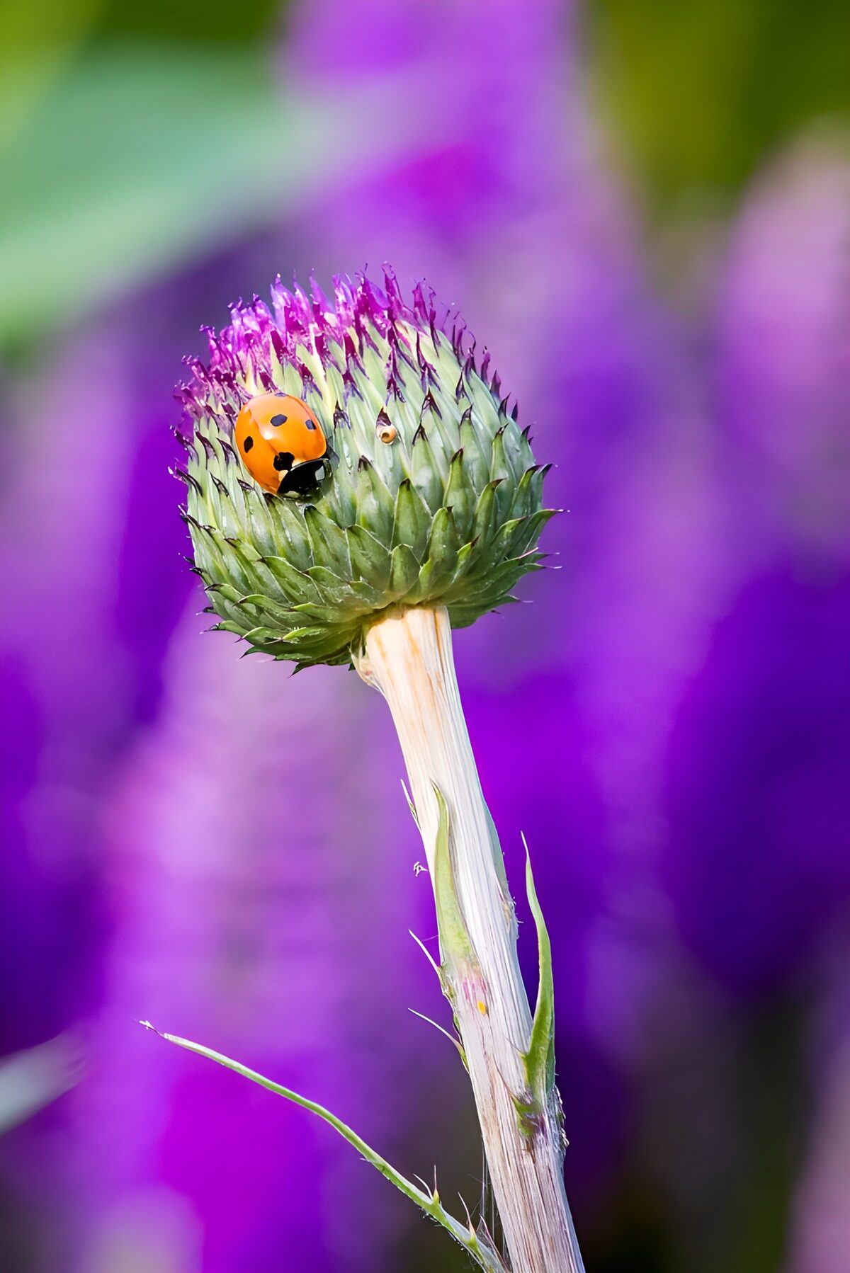 TPFR61642: Petit insecte rouge sur fleur violette