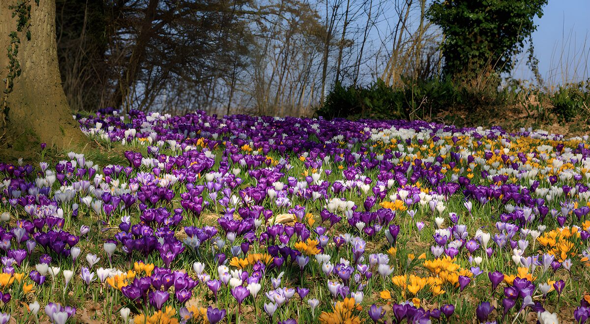TPFR45314: Champ de crocus coloré au printemps