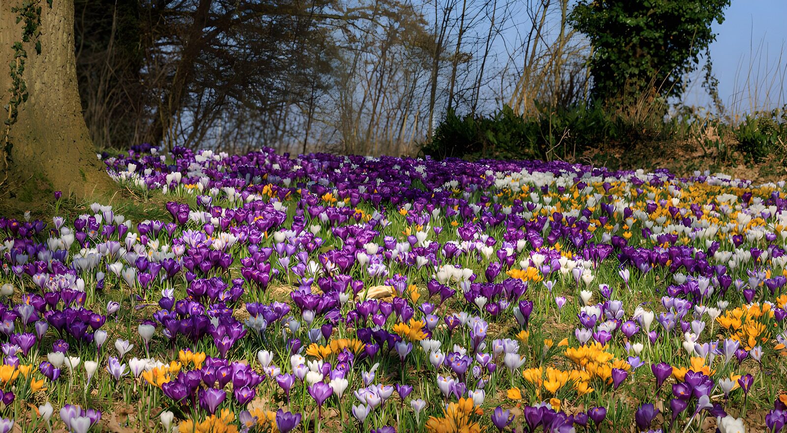 TPFR45314: Champ de crocus coloré au printemps