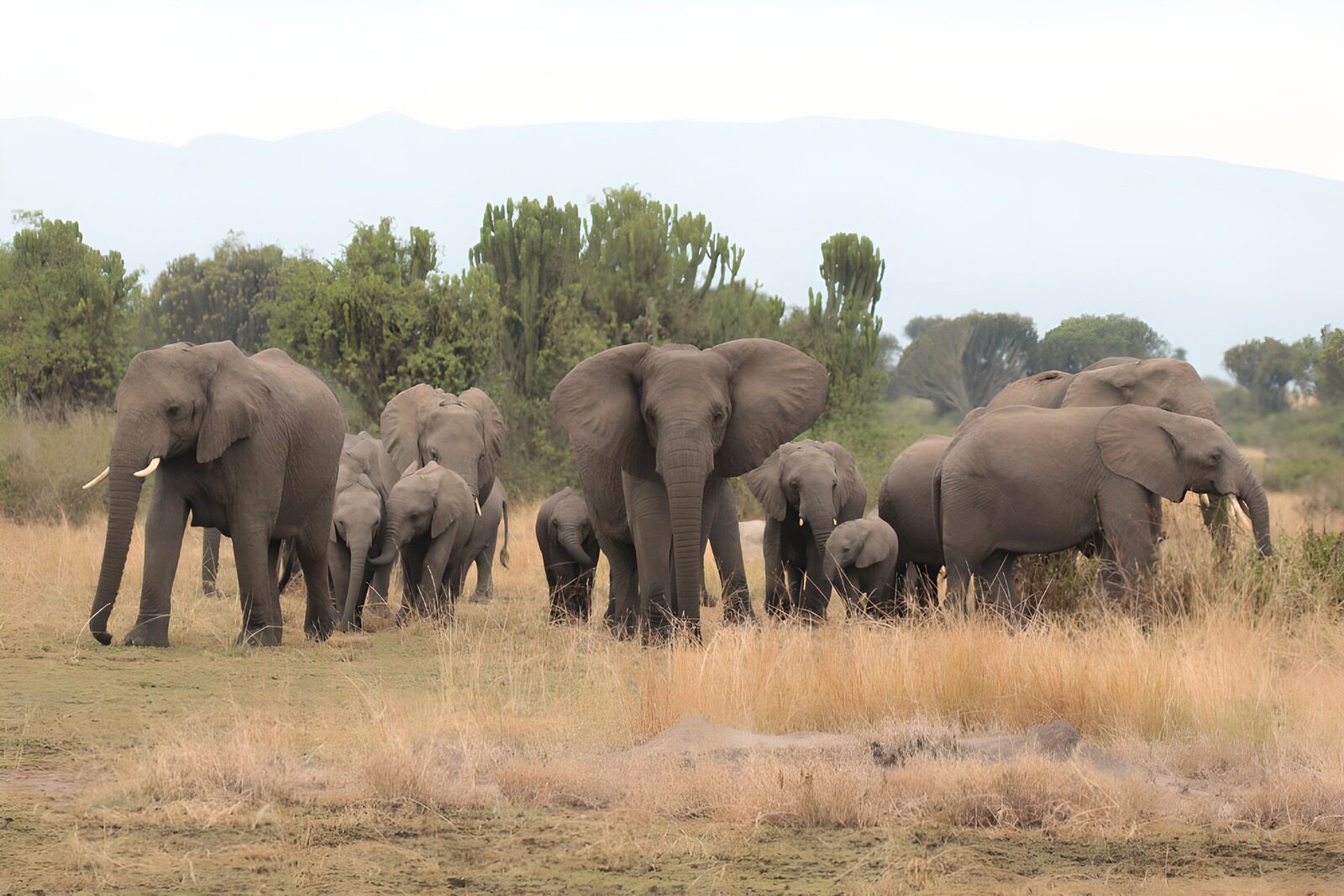 TPFR77955: Famille d'éléphants dans la savane
