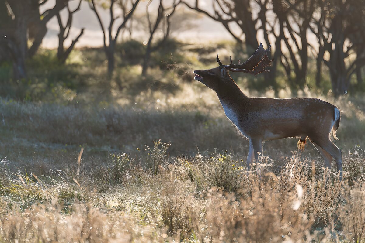 Cerf majestueux dans la brume matinale