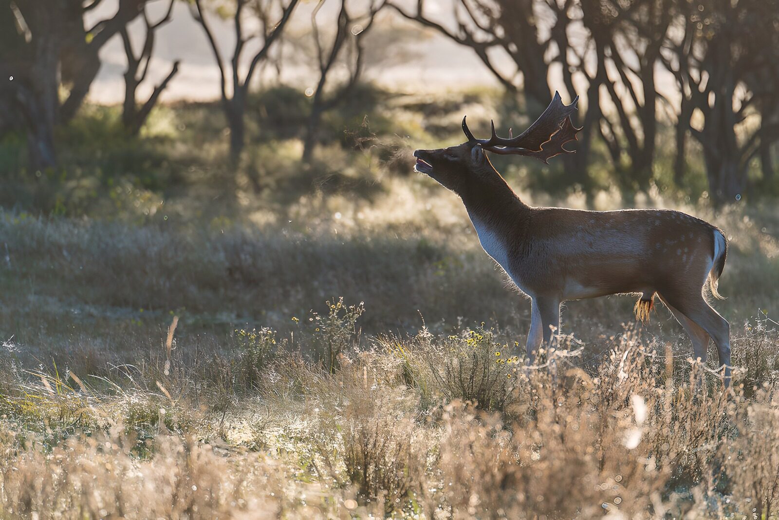 TPFR12951: Cerf majestueux dans la brume matinale